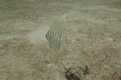 Velifer hypselopterus