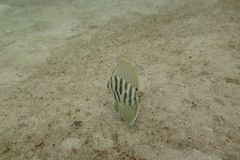 Velifer hypselopterus