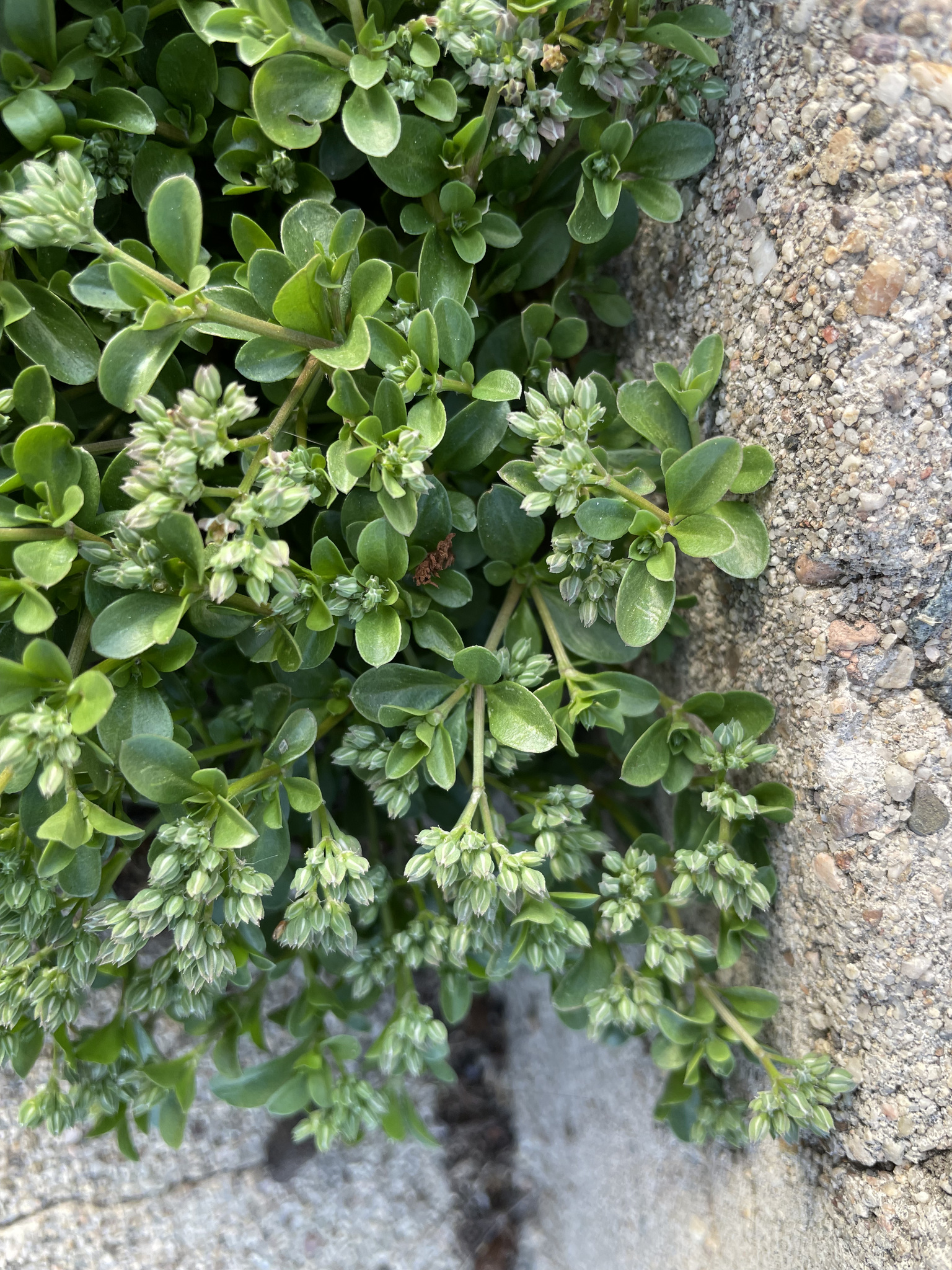 Polycarpon tetraphyllum
