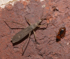 Pygolampis pectoralis