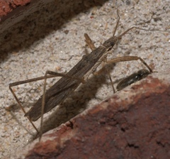 Pygolampis pectoralis