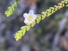 Baeckea diosmifolia
