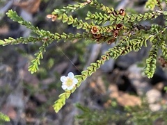 Baeckea diosmifolia