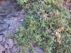 Berberis harrisoniana