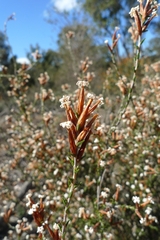 Lysinema pentapetalum