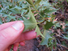Berberis harrisoniana
