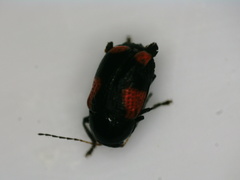 Cryptocephalus quadruplex