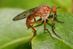 Empis tridentata