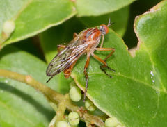 Empis tridentata