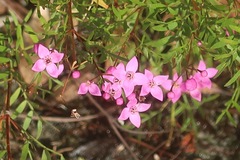 Boronia rivularis