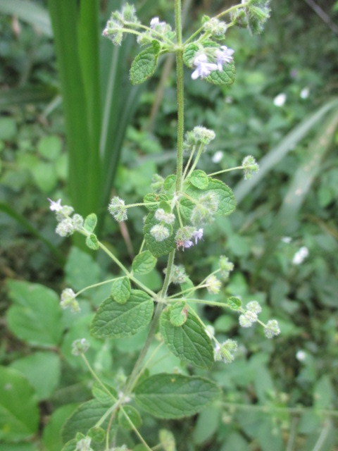 Mesosphaerum sidifolium image