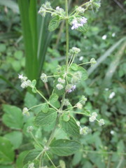 Hyptis sidifolia