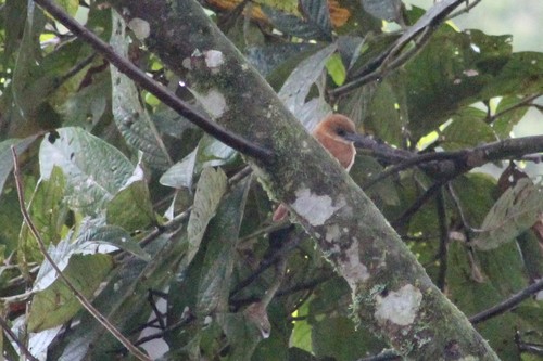 Pachyramphus homochrous