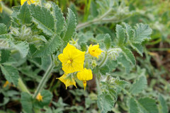 Solanum habrochaites