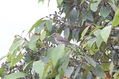 Turdus maculirostris