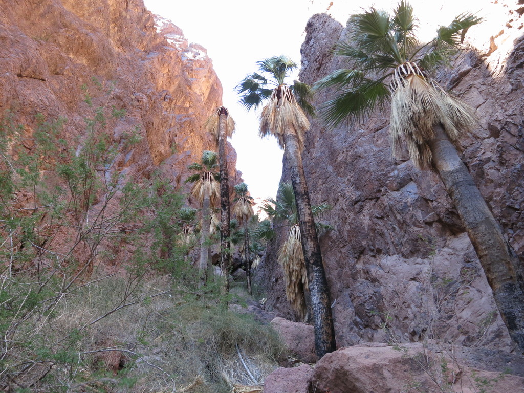 Washingtonia filifera - council-listed tree