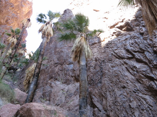 Washingtonia filifera