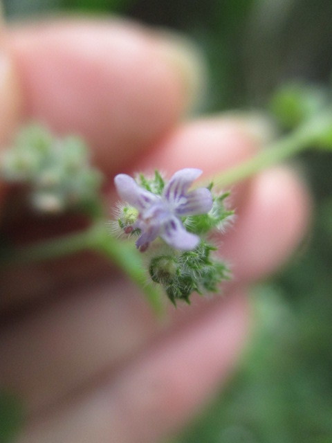 Mesosphaerum sidifolium image