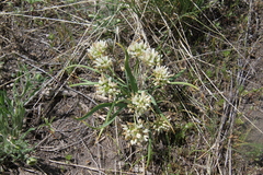 Allium brandegeei
