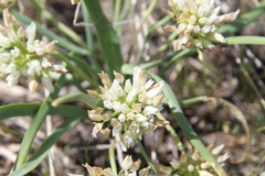 Allium brandegeei