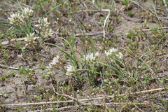 Allium brandegeei