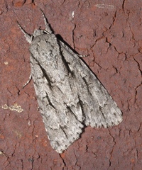 Acronicta lobeliae