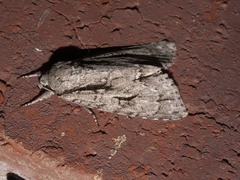 Acronicta lobeliae