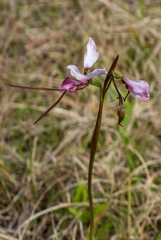 Diuris dendrobioides