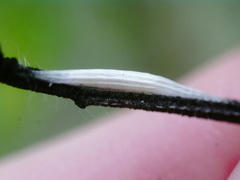 Bucculatrix ivella