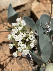Abronia glabrifolia