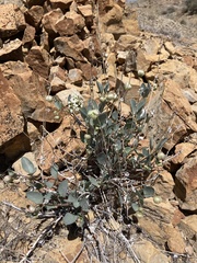Abronia glabrifolia
