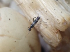 Tachydromia