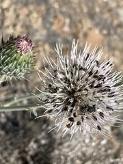 Cirsium tracyi