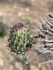 Cirsium tracyi