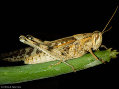 Schistocerca interrita