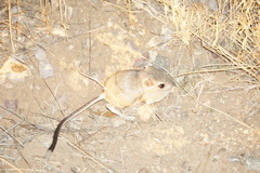 Dipodomys spectabilis