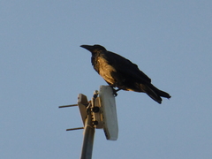 Corvus albus