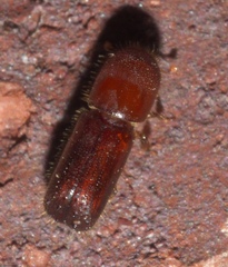 Xyleborus celsus