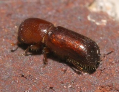Xyleborus celsus