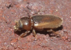Tropicus pusillus