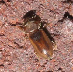 Tropicus pusillus