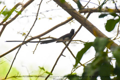 Terpsiphone atrocaudata