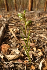 Pterostylis sargentii