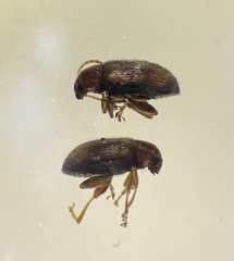 Epitrix hirtipennis