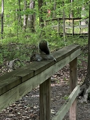 Sciurus carolinensis