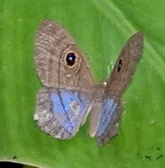 Mesosemia telegone telegone