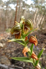 Pterostylis concava