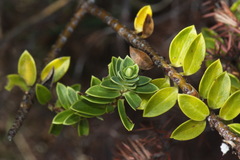 Pimelea gnidia