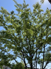 Robinia pseudoacacia