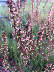 Rumex paucifolius
